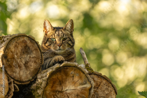 Katze liegt auf Holzstämmen