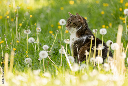 Katze in Blümchen