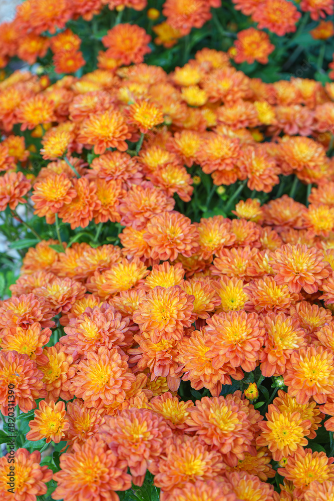 Fresh bright blooming orange korean garden chrysanthemums bushes Sarlat in autumn garden outside in sunny day. Flower background for greeting card, wallpaper, banner, header.