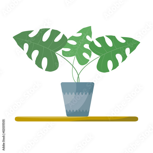 Monstera houseplant on a white background, flat illustration