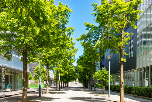 (神奈川県ｰ風景)みなとみらいオフィス街の街路樹３