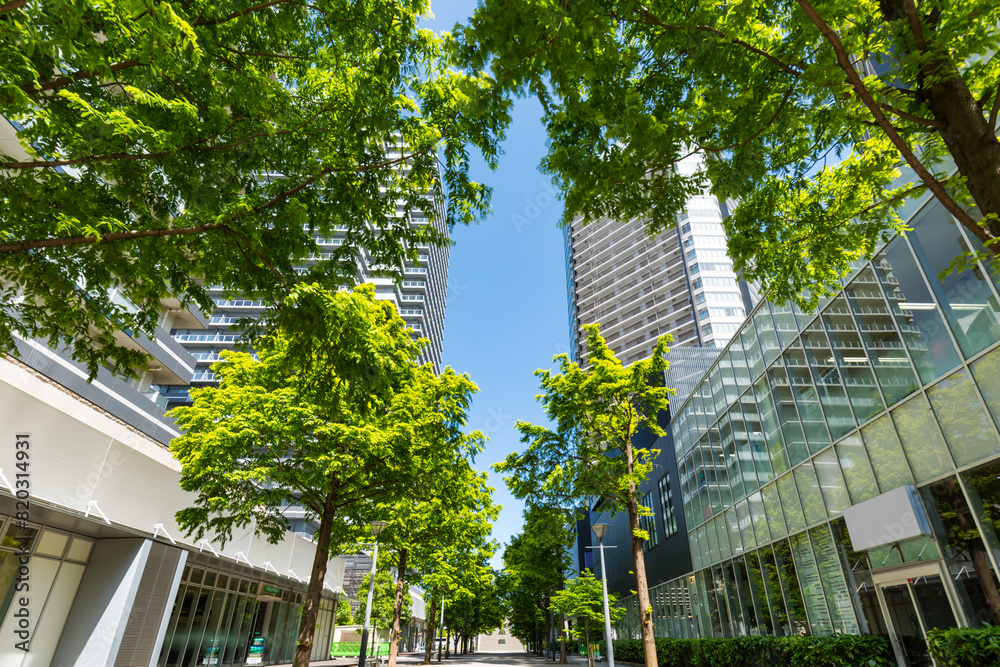 (神奈川県ｰ風景)みなとみらいオフィス街の街路樹４