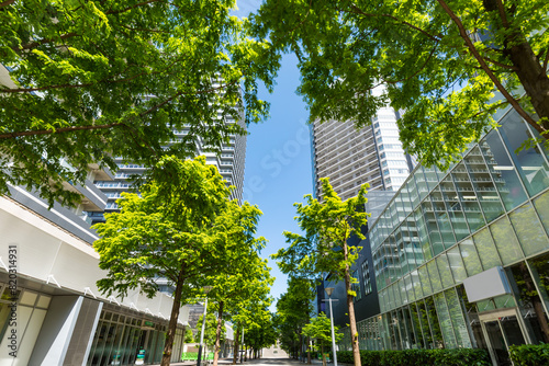 (神奈川県ｰ風景)みなとみらいオフィス街の街路樹４