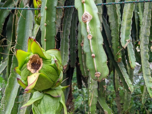 Photo of dragon fruit that is still green photo