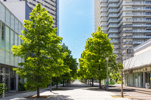 (神奈川県ｰ風景)みなとみらいオフィス街の街路樹１
