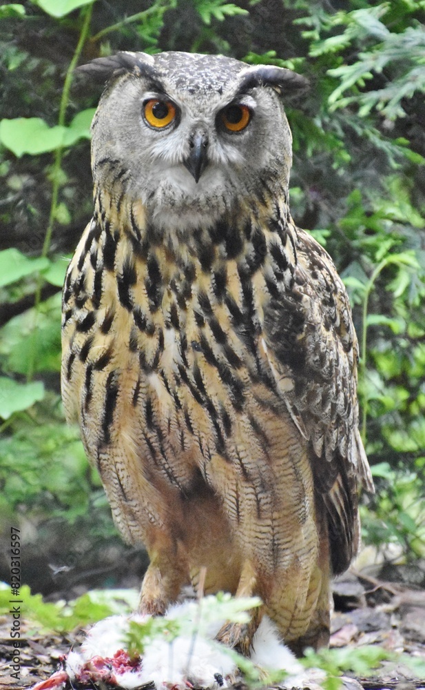 Obraz premium Eurasian Eagle-Owl (Bubo bubo), a bird native to Asia and Europe, standing in a green forest