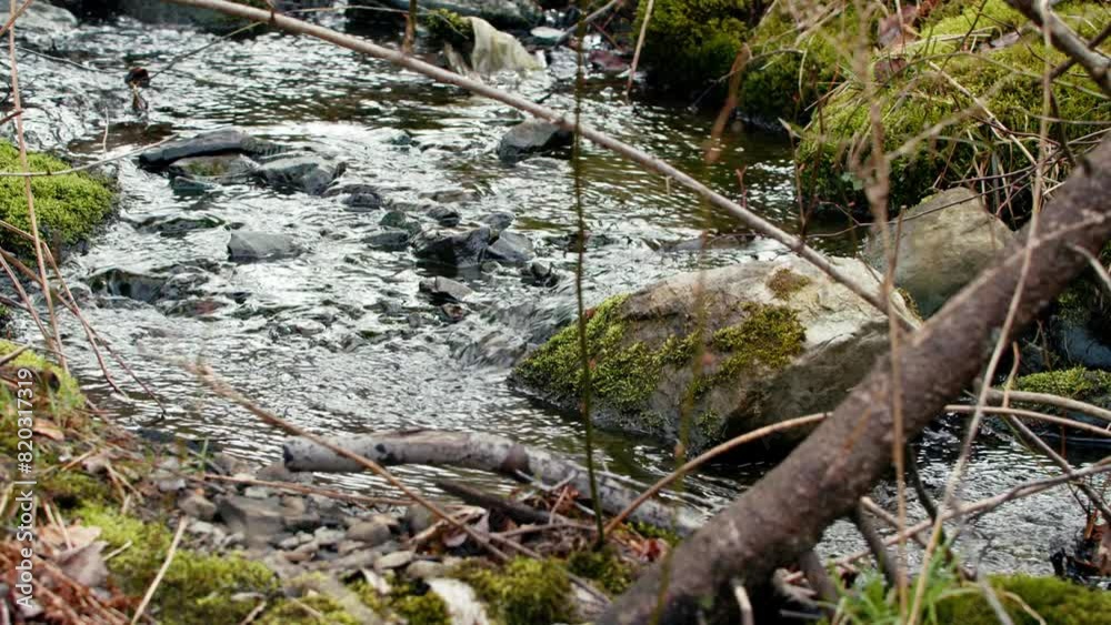 Canadian wildlife, a small stream flows slowly over rocks with tree branches and moss. Small mountain river with crystal clear water. Water flows over the stones overgrown with moss in green forest. Canadian wildlife, a small stream flows slowly over rocks with tree branches and moss. Small mountain river with crystal clear water. Water flows over the stones overgrown with moss in green forest.
