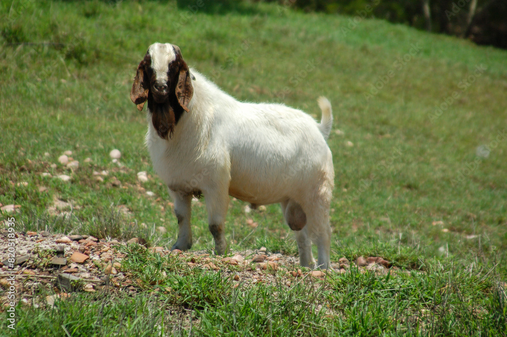 Great and rustic Boer goat breeder released on the farm's green pastures Great and rustic Boer goat breeder released on the farm's green pastures