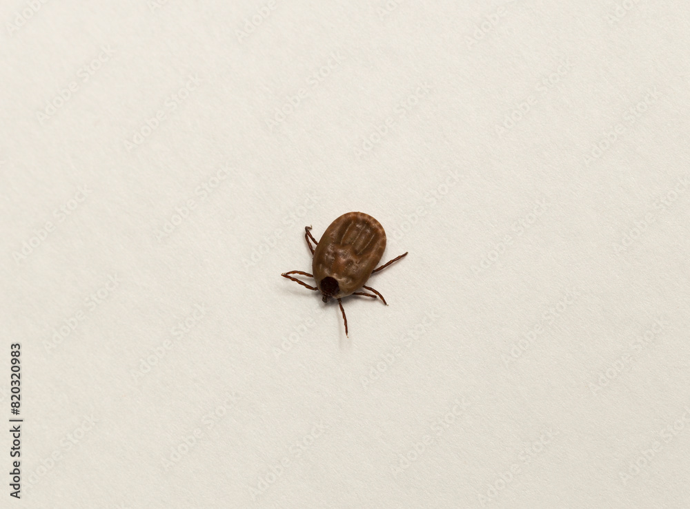 Ixodes ricinus, the castor bean tick, is a chiefly European species of hard-bodied tick. Female. Ixodes ricinus, the castor bean tick, is a chiefly European species of hard-bodied tick. Female.