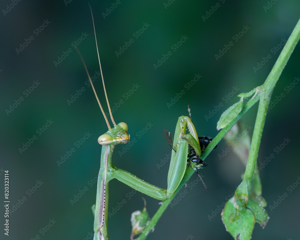 praying mantis on green leaf praying mantis on green leaf
