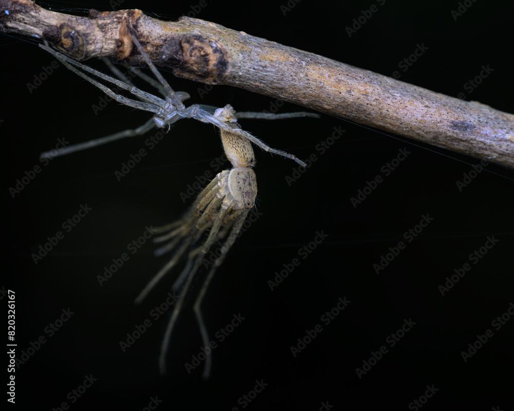Naklejka premium spider on a branch