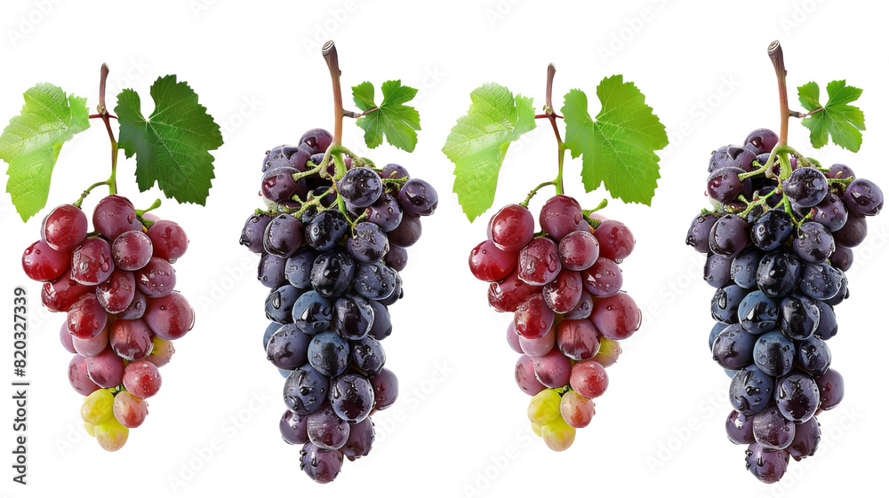 A set of grapes of varying maturity floating on a transparent background. One group of grapes with different colors. A set of grapes of varying maturity floating on a transparent background. One group of grapes with different colors.
