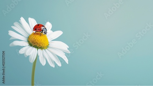 a ladybug on top of a daisy flower, with a blue background and copy space for text. Web banner in the style of a beautiful white and yellow wildflower pastel color theme photo