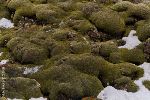 Moss and snow