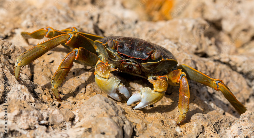 Grapsus albolineatus is a species of decapod crustacean in the family Grapsidae Grapsus albolineatus is a species of decapod crustacean in the family Grapsidae
