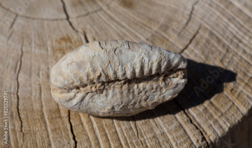 An extinct fossil shell of cypraea cowrie. Mauritia mauritiana, (humpback, chocolate, mourning cowry and Mauritius cowry), is a species of tropical sea snail, a cowry. photo