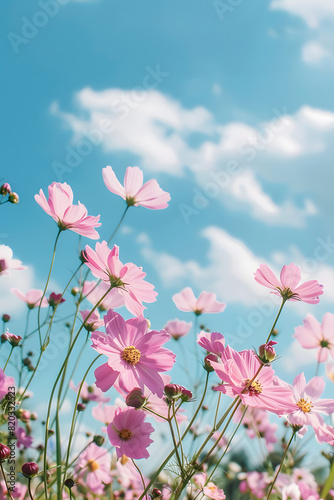 Spring cosmos flowers under blue sky
