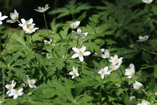 Wind flower in the middle of Togakushi Kodo photo