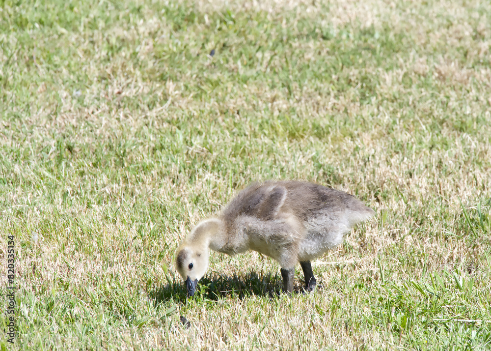 Close up of one gosling, canada goose, walking in grassy city park field, eating grass. Close up of one gosling, canada goose, walking in grassy city park field, eating grass.