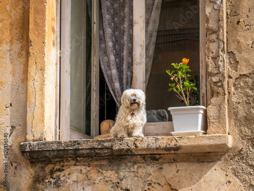 Tibetan Terrier dog sitting in a window in Tropea, Italy.