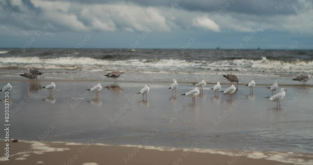A flock of albatross stands on the shore of a sandy beach in stormy weather with strong winds and clouds. Gadansk, Poland A flock of albatross stands on the shore of a sandy beach in stormy weather with strong winds and clouds. Gadansk, Poland