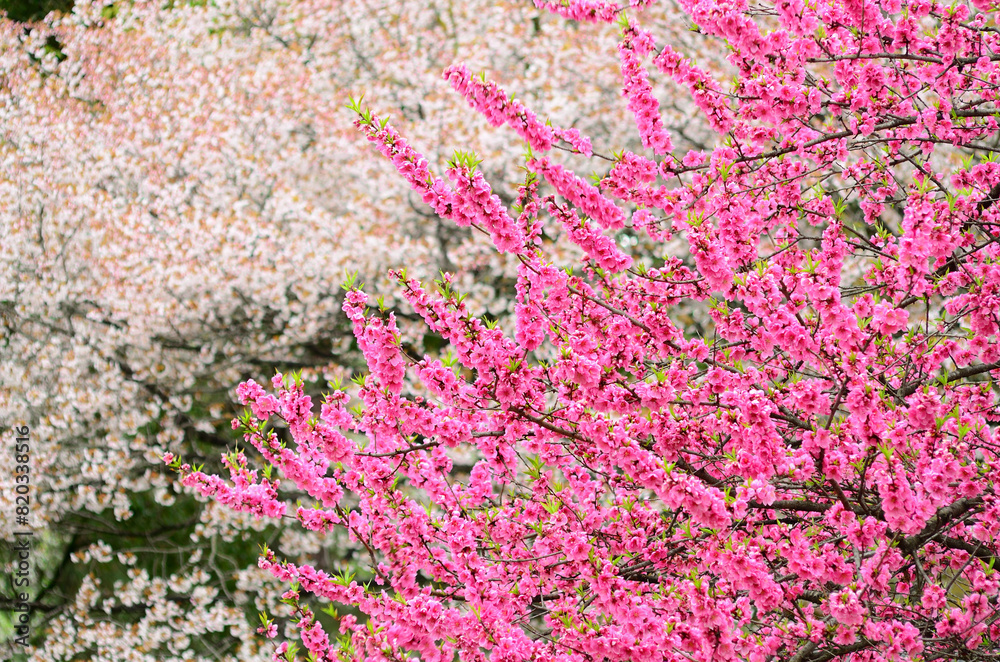 Cherry blossoms in pink with white blossoms in background. Cherry blossoms in pink with white blossoms in background.
