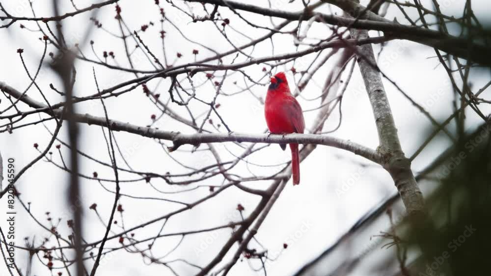 Red Cardinal Bird Lands on a Branch in Slow Motion. The northern cardinal a small bird, bright red color, lives in the forests of North America. Red Cardinal Bird Lands on a Branch in Slow Motion. The northern cardinal a small bird, bright red color, lives in the forests of North America.