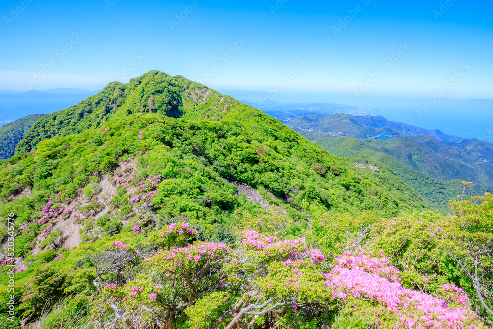 Fototapeta premium 妙見岳とミヤマキリシマ 長崎県雲仙市 Mt. Myokendake and Japanese aquarium. Nagasaki Pref, Unzen City.