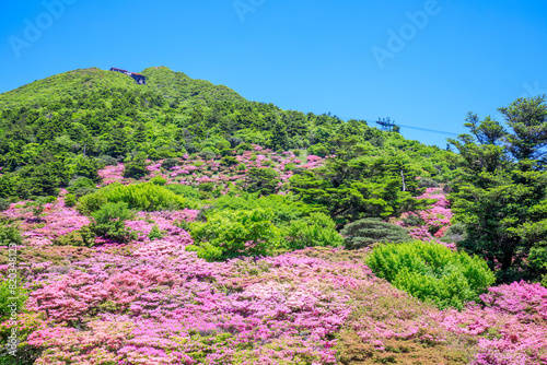 仁田峠のミヤマキリシマ　長崎県雲仙市　Miyamakirishima at Nita Pass. Nagasaki Pref, Unzen City. photo