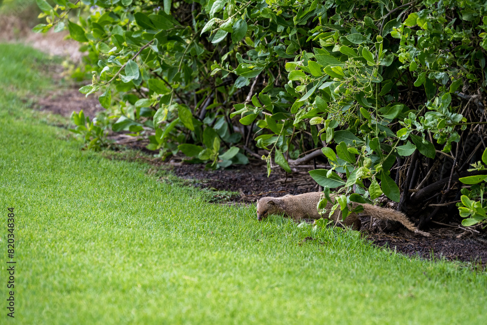 Mongoose peeking out from under a bush and sniffing the grass, an invasive species in Hawaii, Wailea-Makena, Maui
