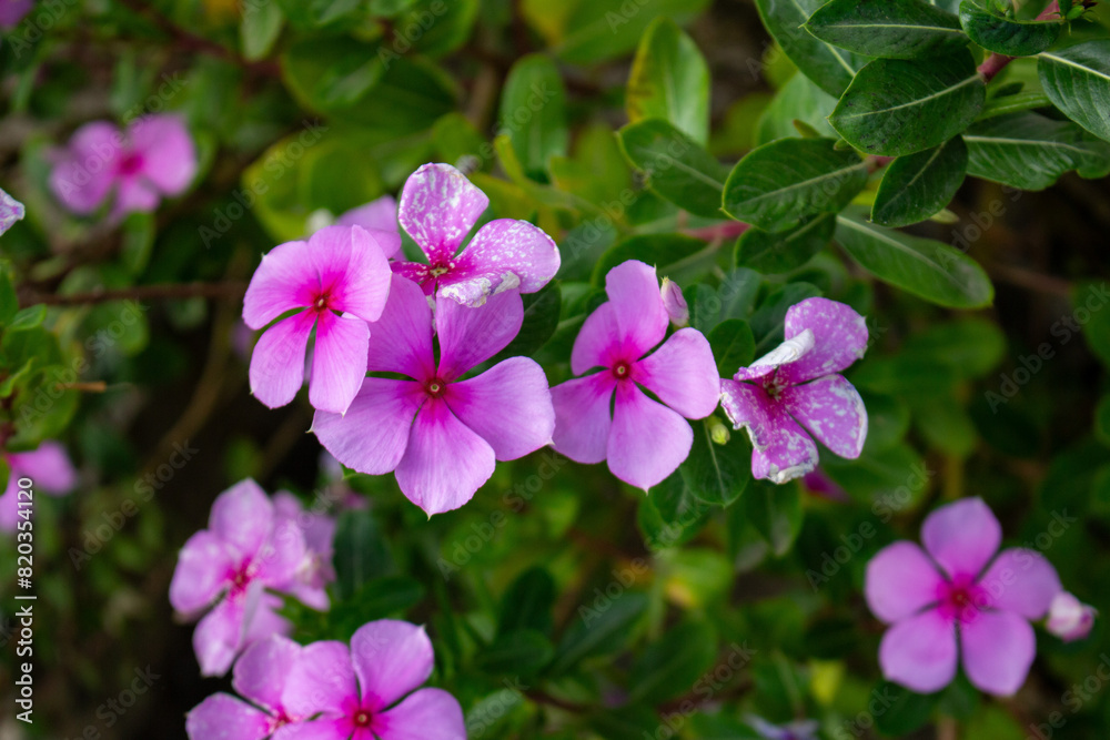 Vinca ou Catharanthus roseus. Flores cor de rosa.