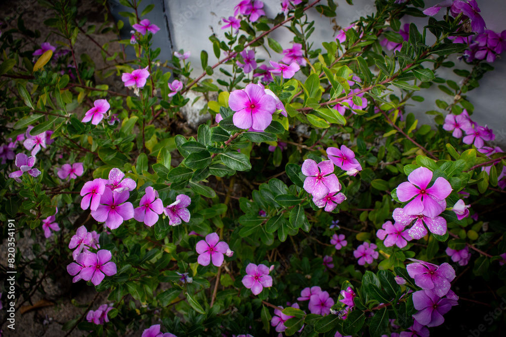 Obraz premium Vinca ou Catharanthus roseus. Flores cor de rosa.