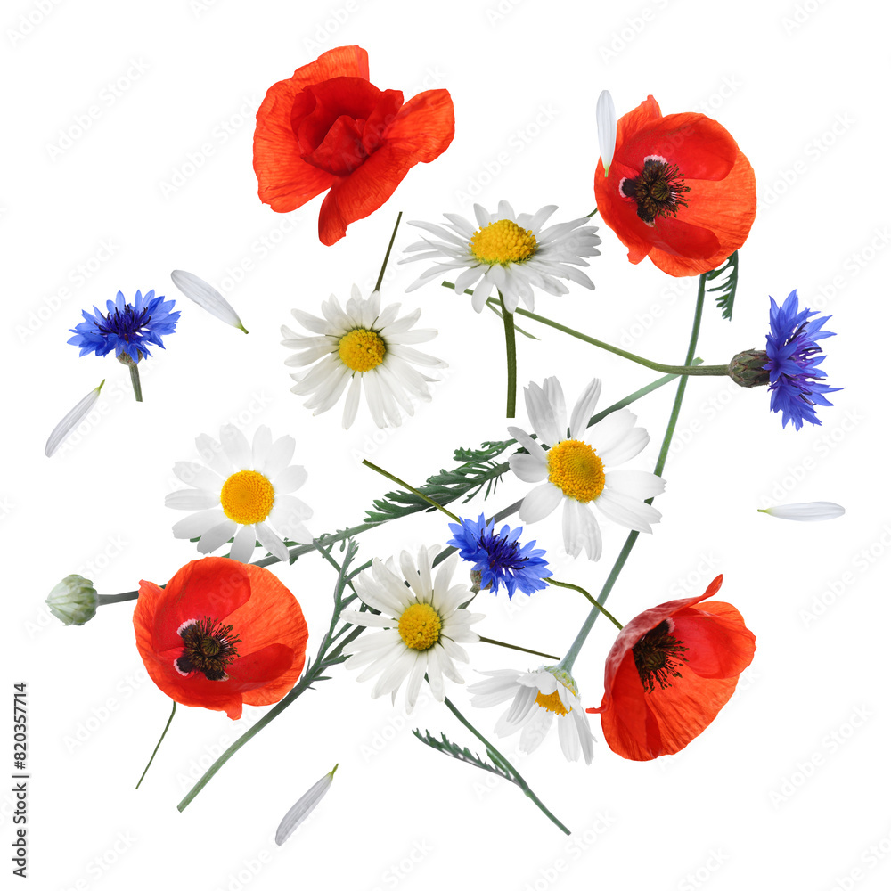 Fototapeta premium Beautiful meadow flowers falling on white background