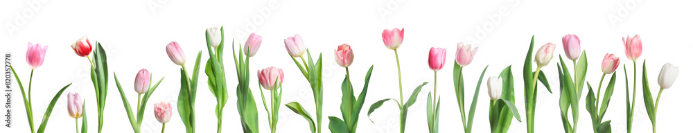 Beautiful pink tulips isolated on white, set Beautiful pink tulips isolated on white, set