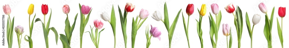 Beautiful colorful tulips isolated on white, set Beautiful colorful tulips isolated on white, set