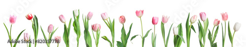 Beautiful pink tulips isolated on white, set #820357778