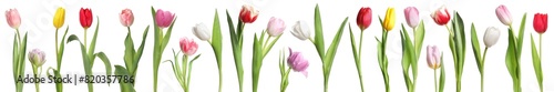 Beautiful colorful tulips isolated on white  set