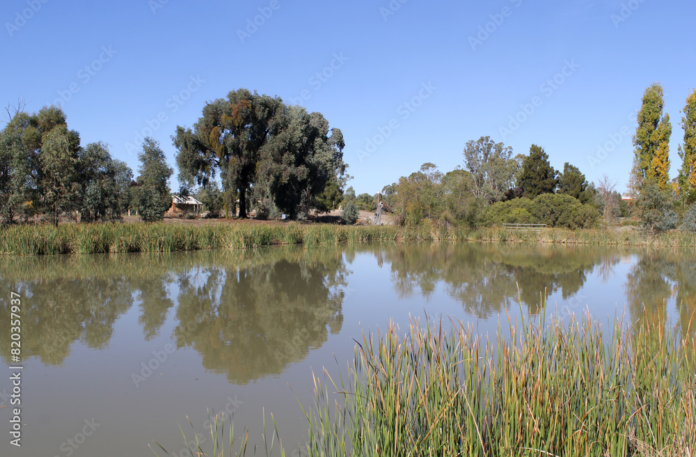 Serene pond of water surrounded by trees and reeds under a clear blue sky at Barham Lakes in New South Wales, Australia