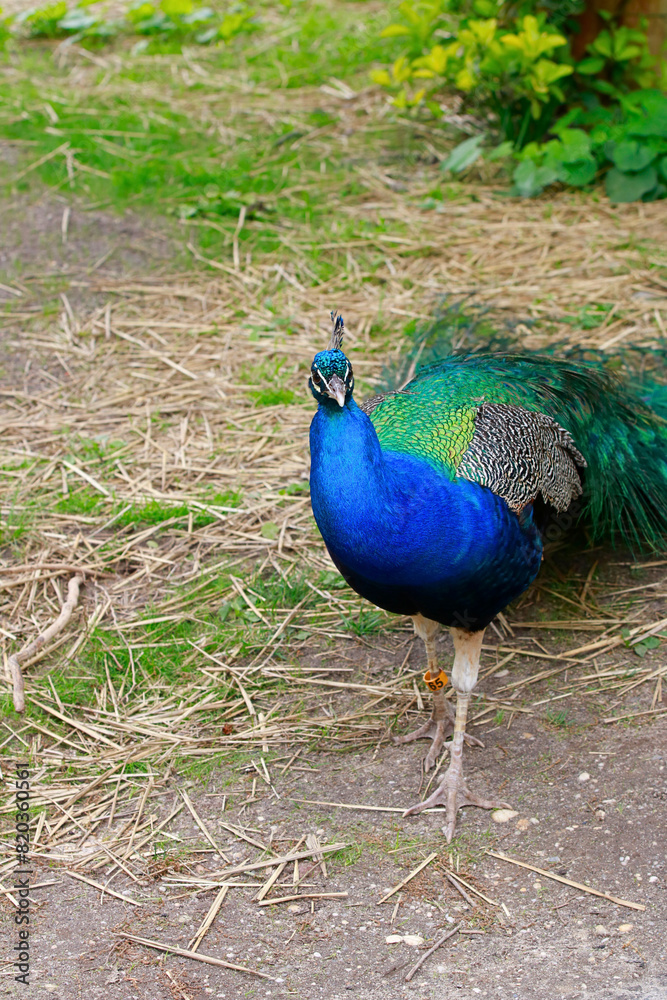 Obraz premium Colorful Peacock