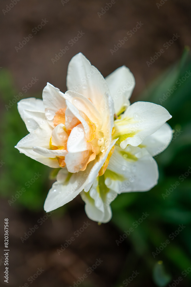 Fototapeta premium White and orange double daffodil