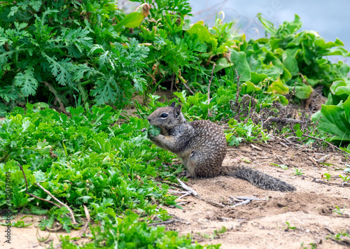 A squirrel with leaves between its claws sits on a green bed and eats its vegetables. photo