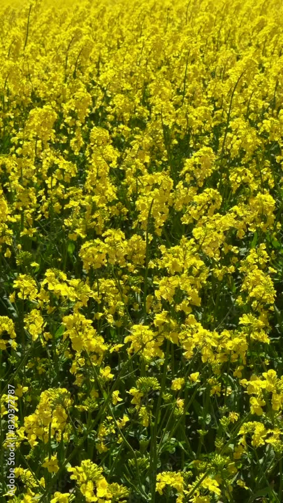 Flowering rapeseed (Brassica napus) in Ystad, Skane, Sweden, Scandinavia, Europe Flowering rapeseed (Brassica napus) in Ystad, Skane, Sweden, Scandinavia, Europe