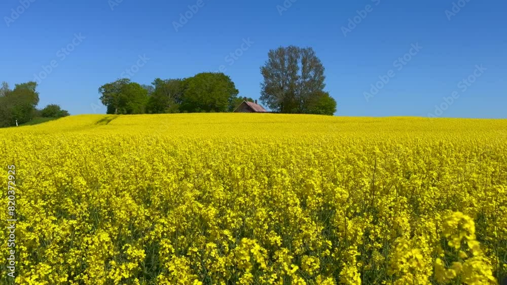 Rape field, field with flowering rapeseed (Brassica napus) at a farm in Roegla, Ystad municipality, Skane, Sweden, Scandinavia, Europe Rape field, field with flowering rapeseed (Brassica napus) at a farm in Roegla, Ystad municipality, Skane, Sweden, Scandinavia, Europe