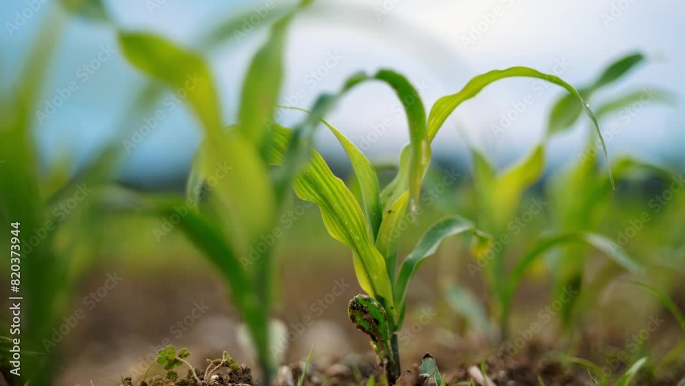 Sprouting Corn Stalks in Field, Symbolizing New Growth and Sustainable Farming Sprouting Corn Stalks in Field, Symbolizing New Growth and Sustainable Farming