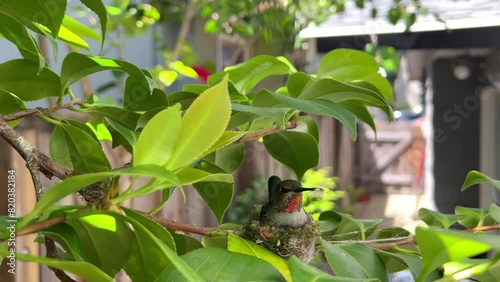 4K HD video of one female Anna’s Hummingbird sitting in a nest adding nesting materials while sitting in the nest, wind blowing nest around.
 photo