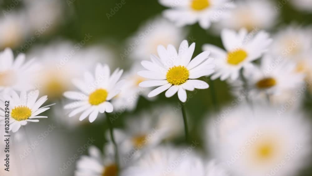 Flowering daisies sway in the wind, Leucanthemum Flowering daisies sway in the wind, Leucanthemum