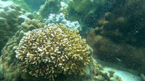 Wallpaper Mural Under the Sea, Coral and sea fish below the surface Viewing coral in shallow water by snorkelling at the surface. Torontodigital.ca