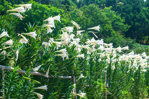  white lilies in full bloooming    