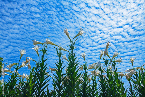 White lilies bloom under a blue sky  photo