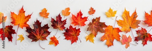 Full maple leaves in flat lay photography. First Day of Fall Concept. Leaves pattern